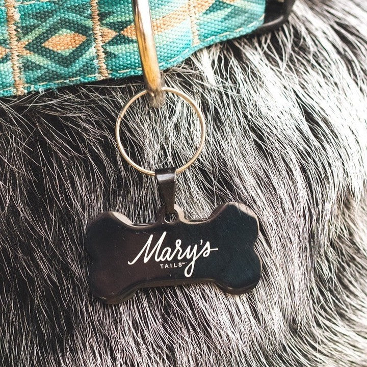 Gray dog wearing Mary's Tails dog collar